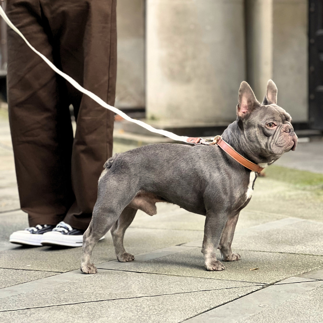 Beautiful French Bull wearing Leather Collar and Lead