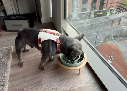 Elevated Slow Feeder Dog Bowl