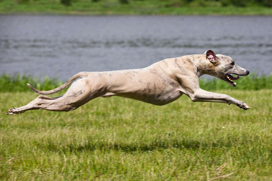 Greyhound