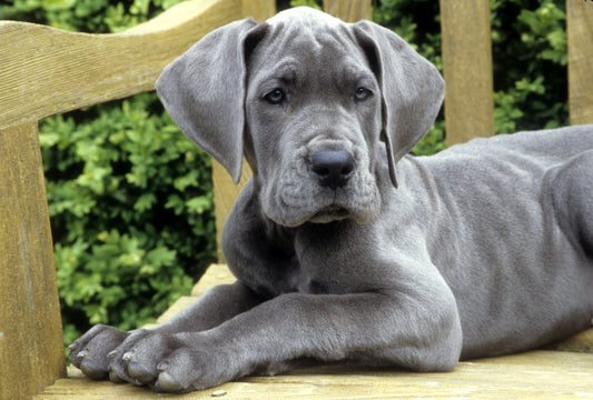 the biggest dog in the world, great dane