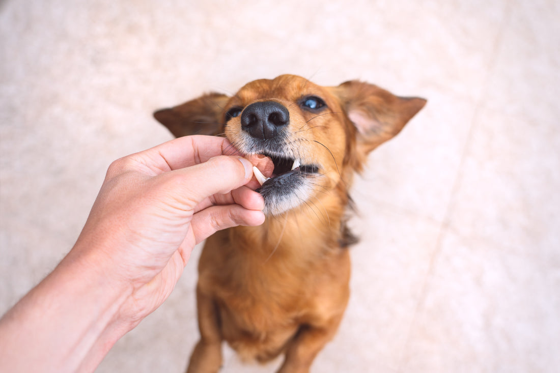 Flea Treatments for Dogs: A Pet Parent’s Complete Guide