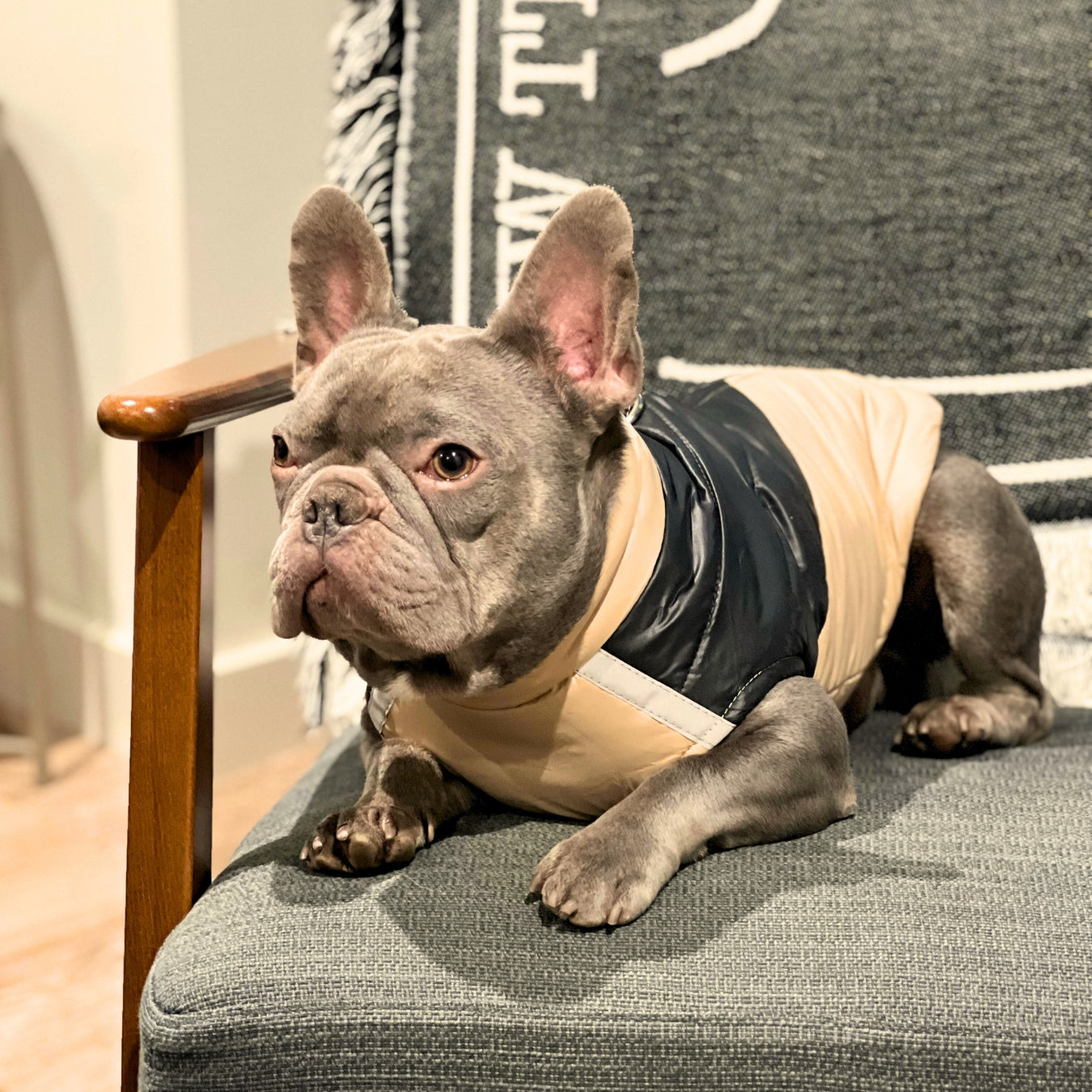 Brown Puffer Vest Coat Frenchie Walk and Thread