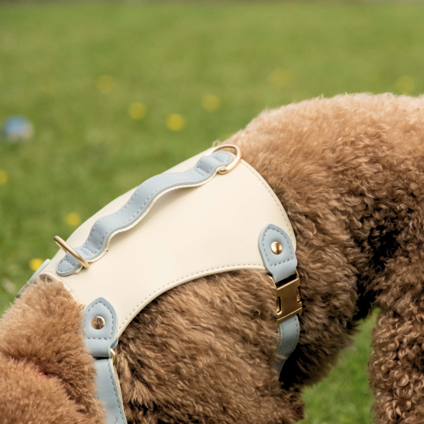 Poodle in Leather Harness