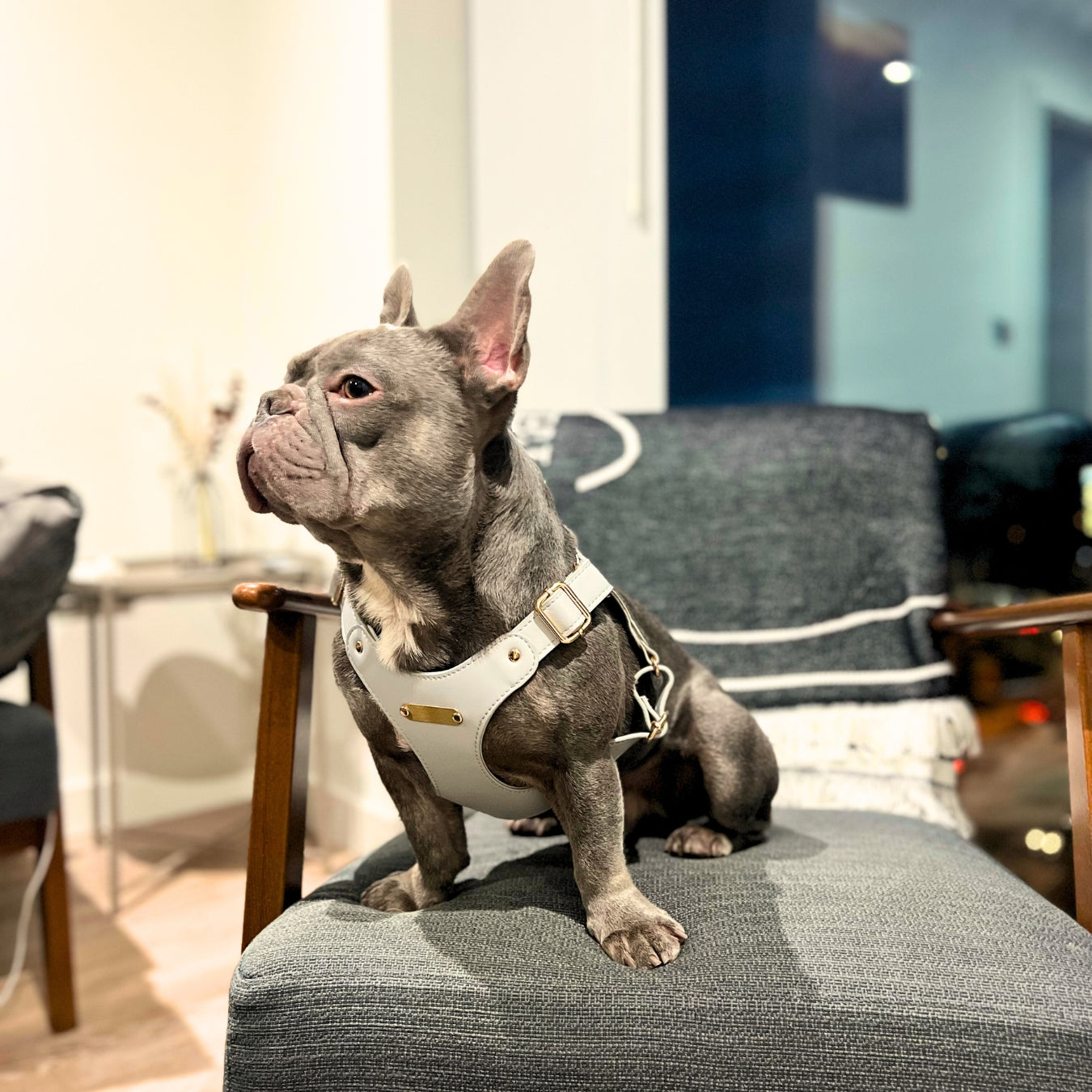 Grey Leather harness walk and thread 