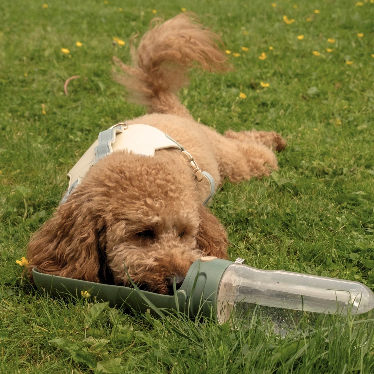 Poodle Drinking from Dog Water Bottle