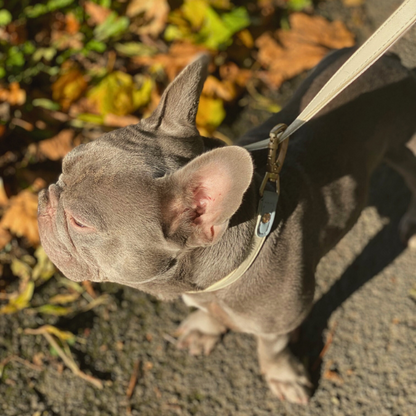 Premium Leather Dog Lead in Light Blue on Frenchie