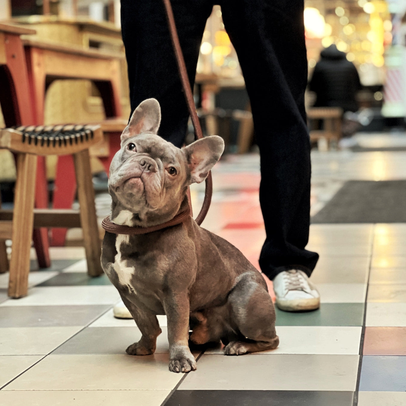 Cute French Bull with Lead