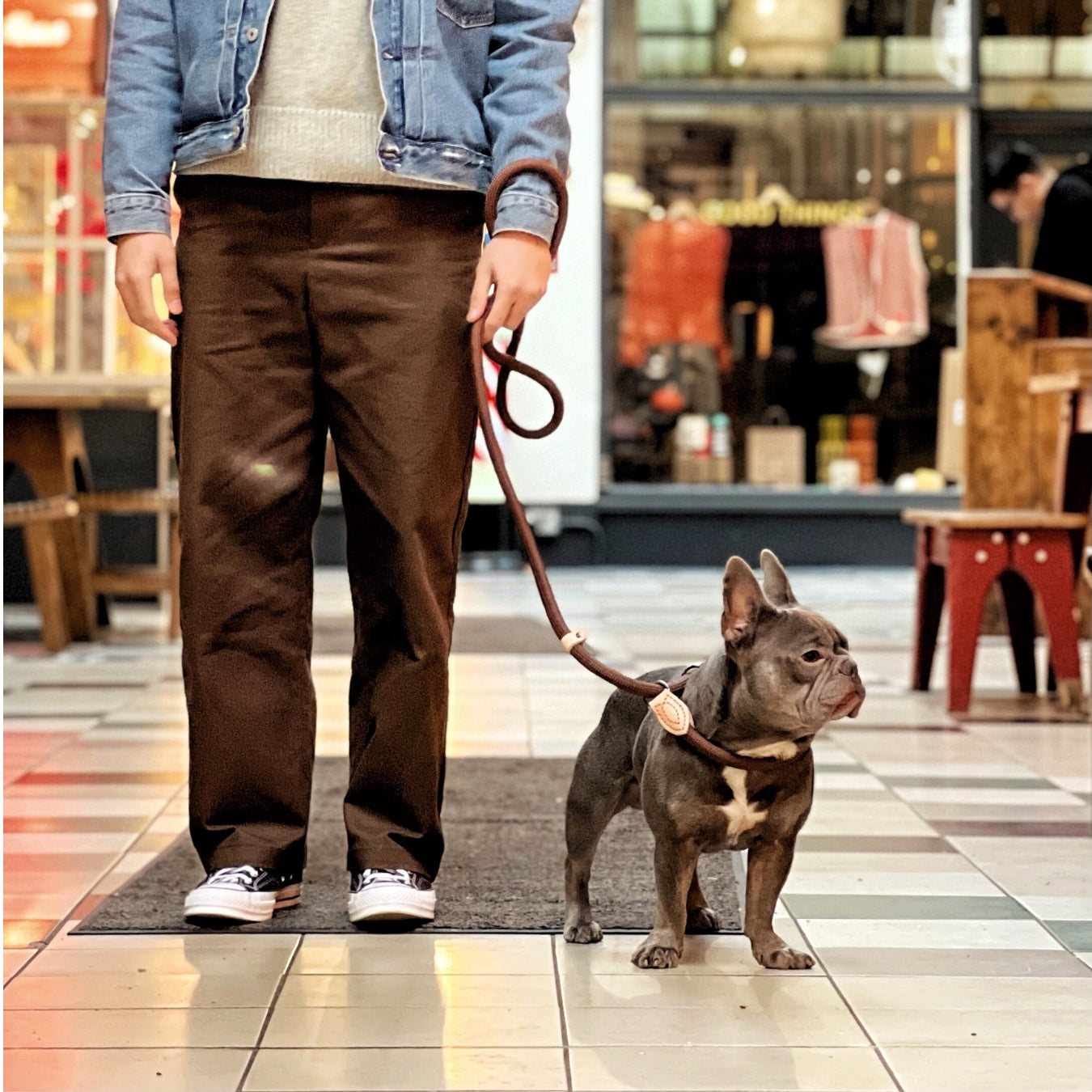 Cute French bull with owner in shopping mall manchester