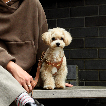 Vegan Leather Harness + Lead Set