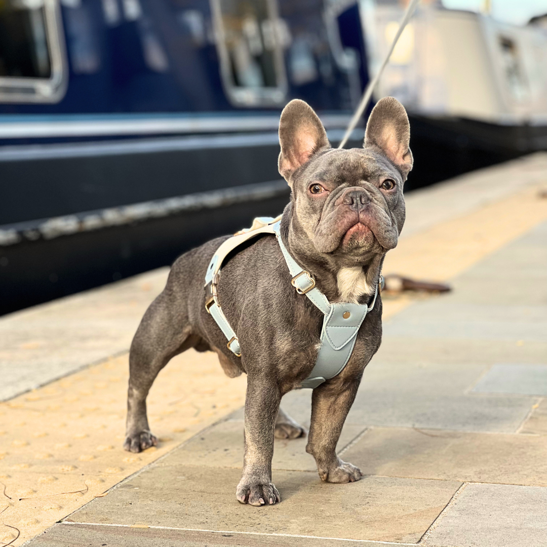 Frenchie in leather Harness