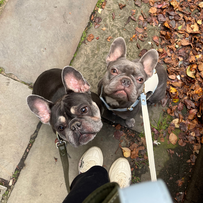 two super cute french bull dog