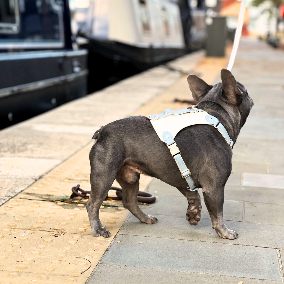 Frenchie in leather harness